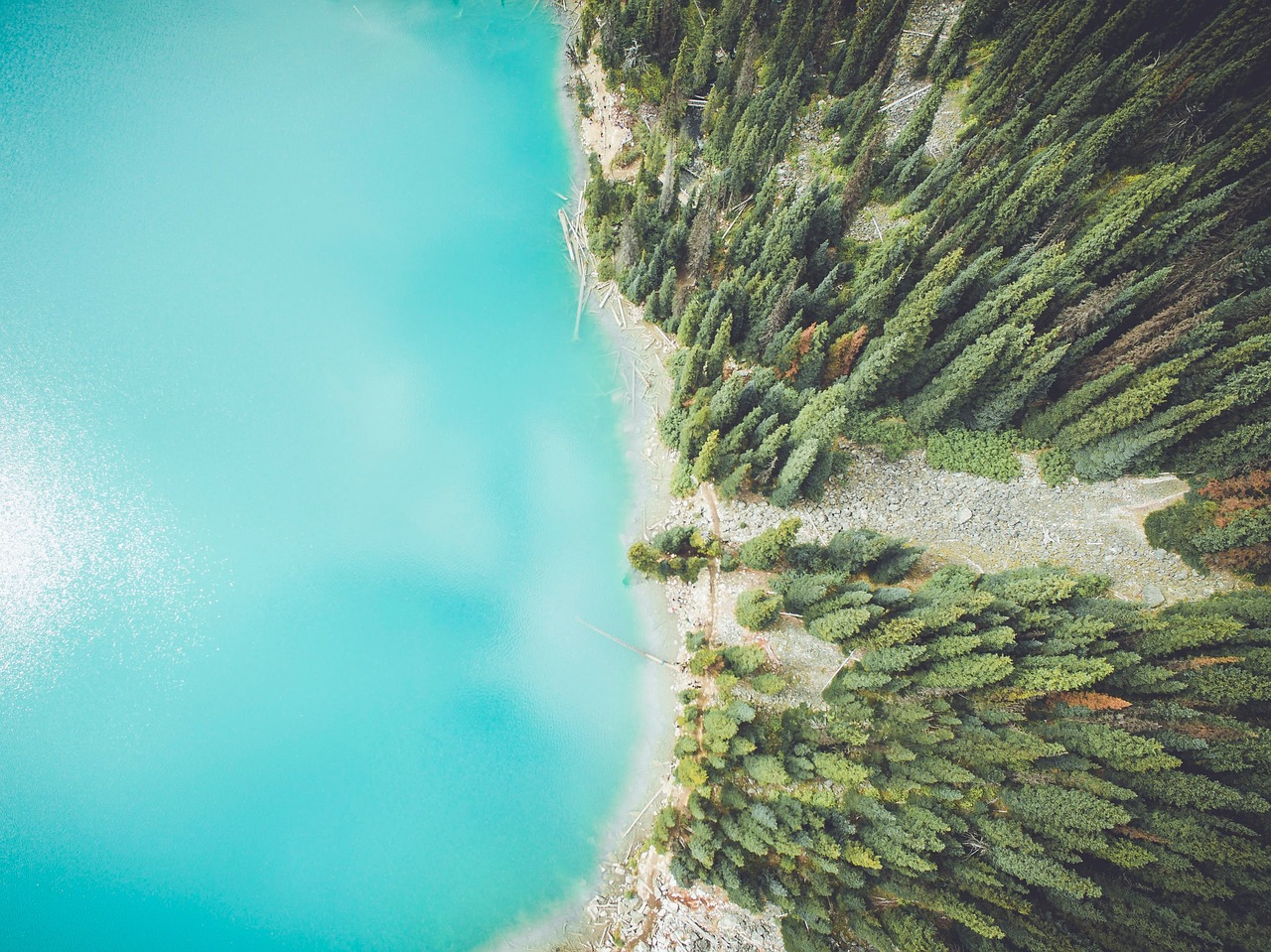 pine trees leaves free photo