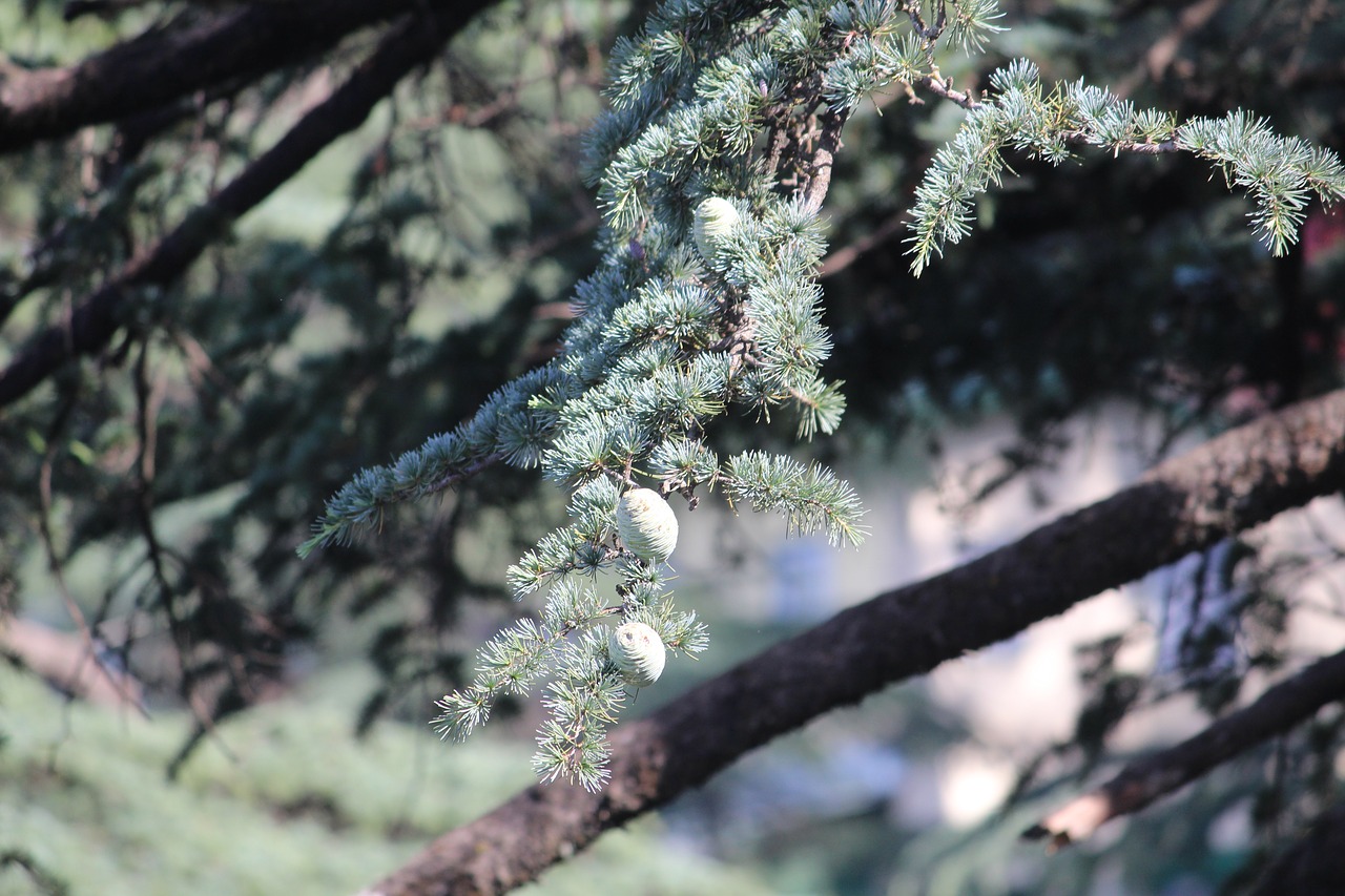 pine tree branch free photo