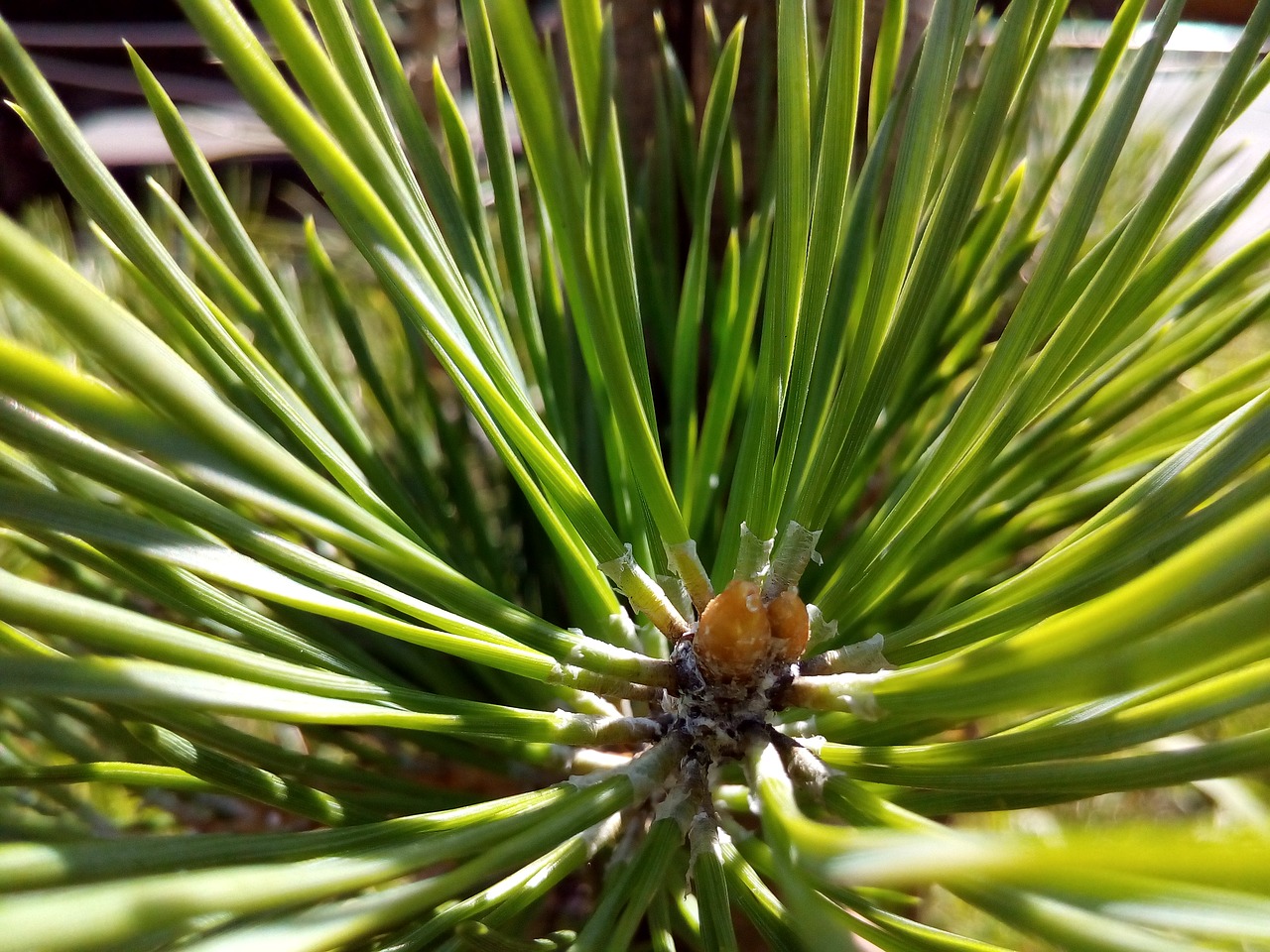 pine needles summer free photo