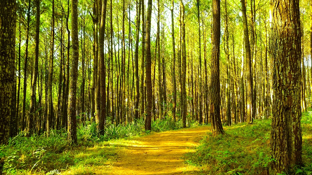 pine tree forest free photo