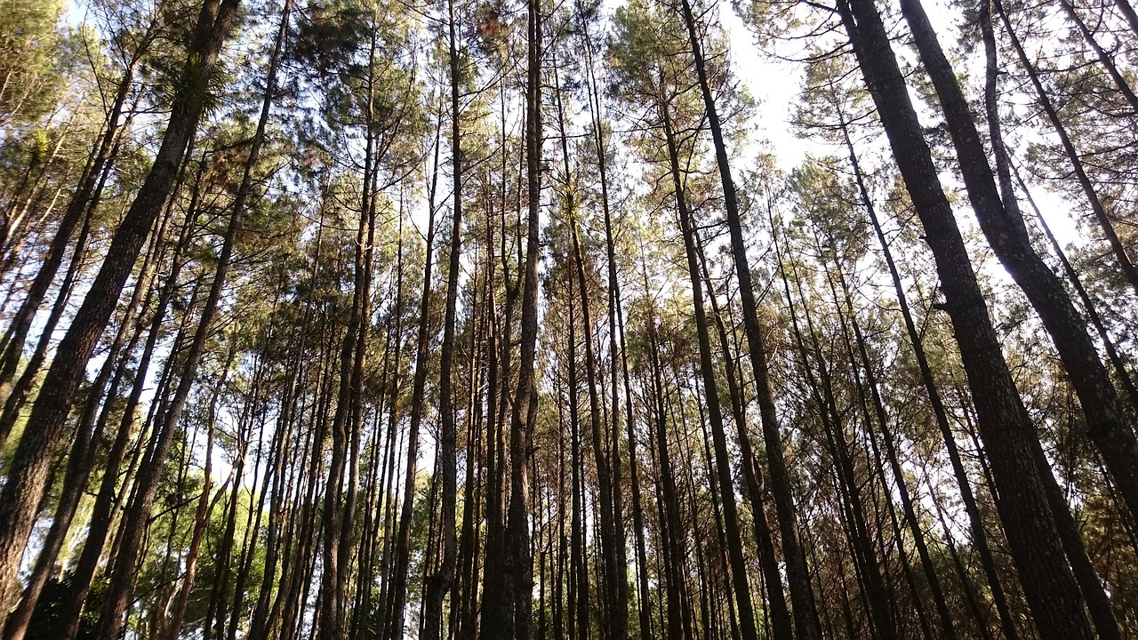 pine forest trees free photo