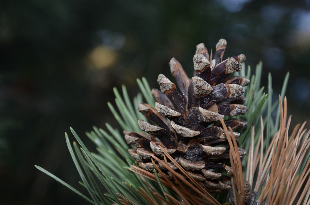 pine trees coniferous free photo