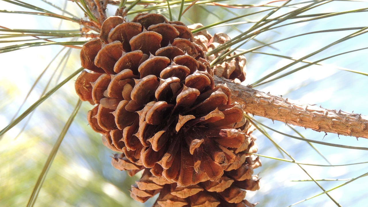 pine cone tree free photo