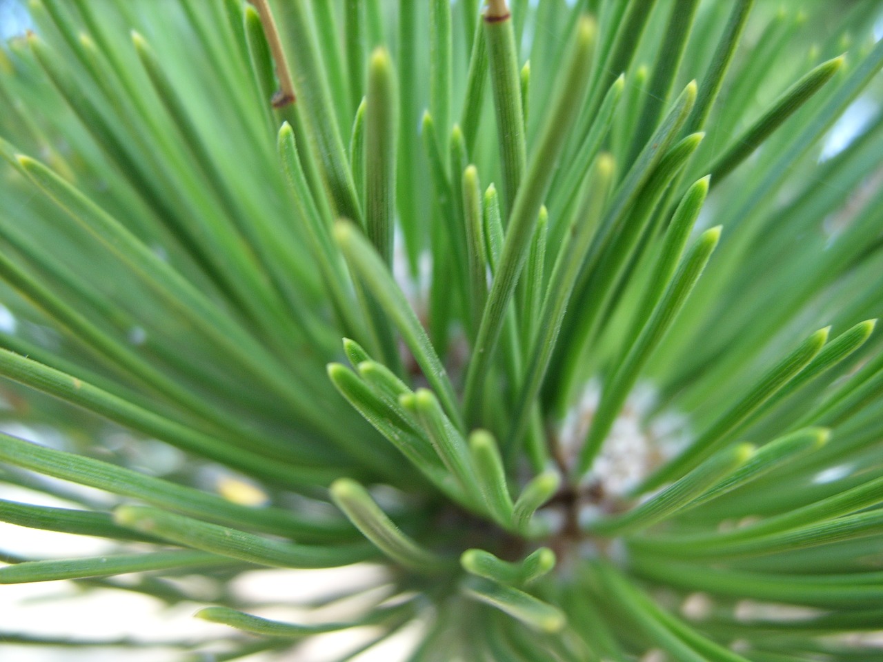 pine close up forest free photo