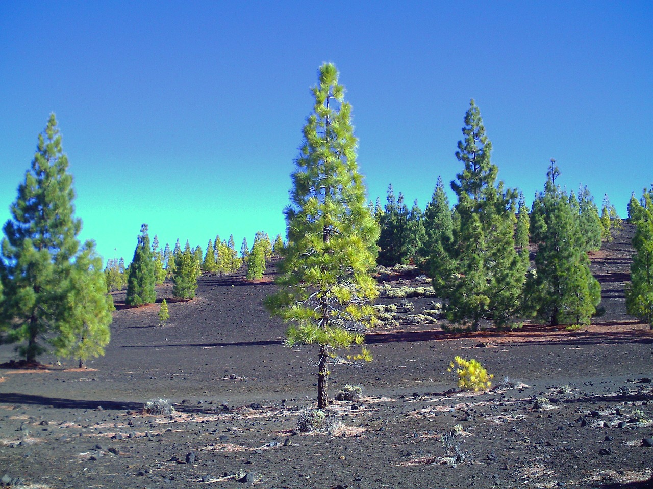 pine tree nature free photo