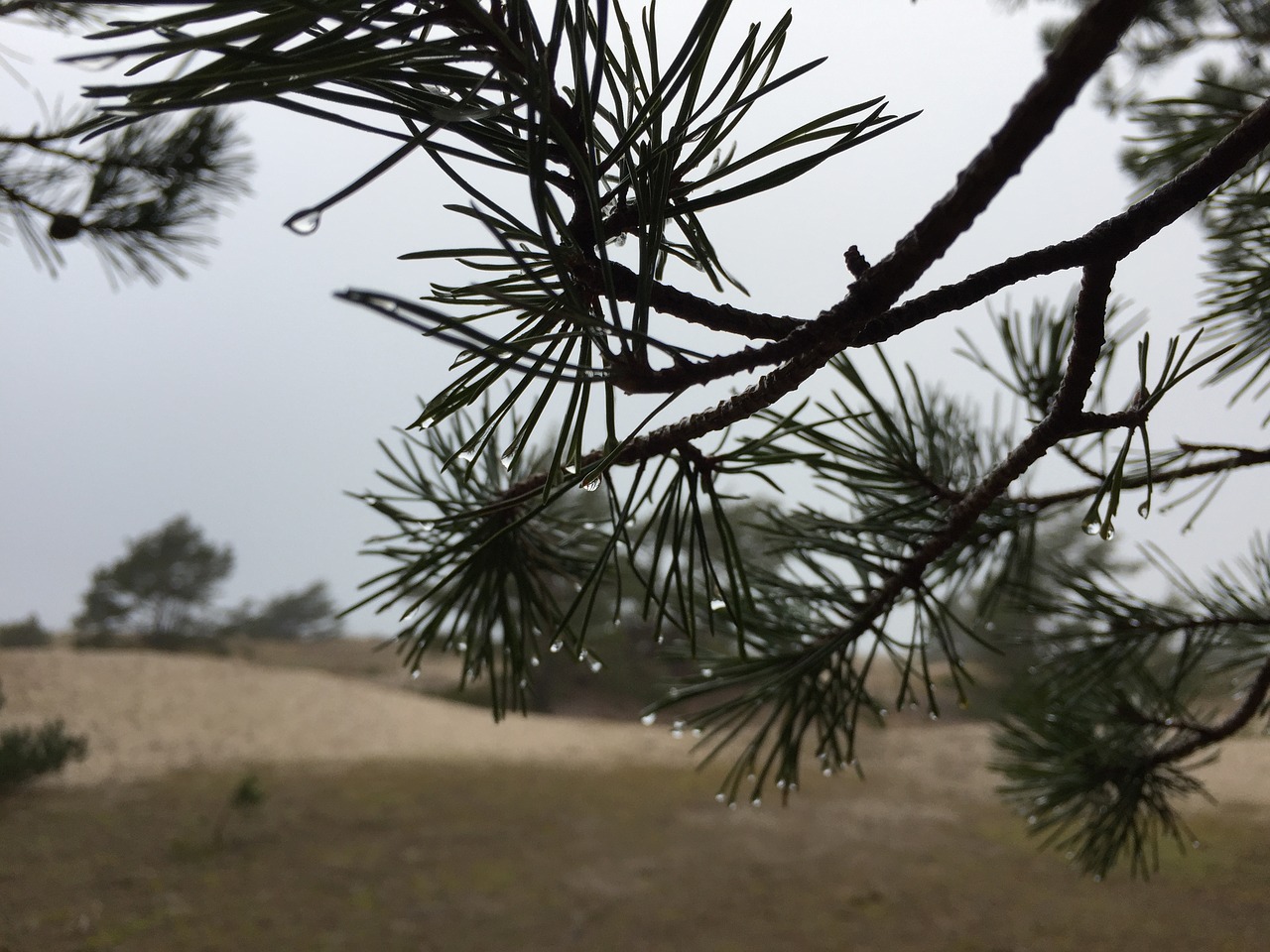 pine branch conifers free photo