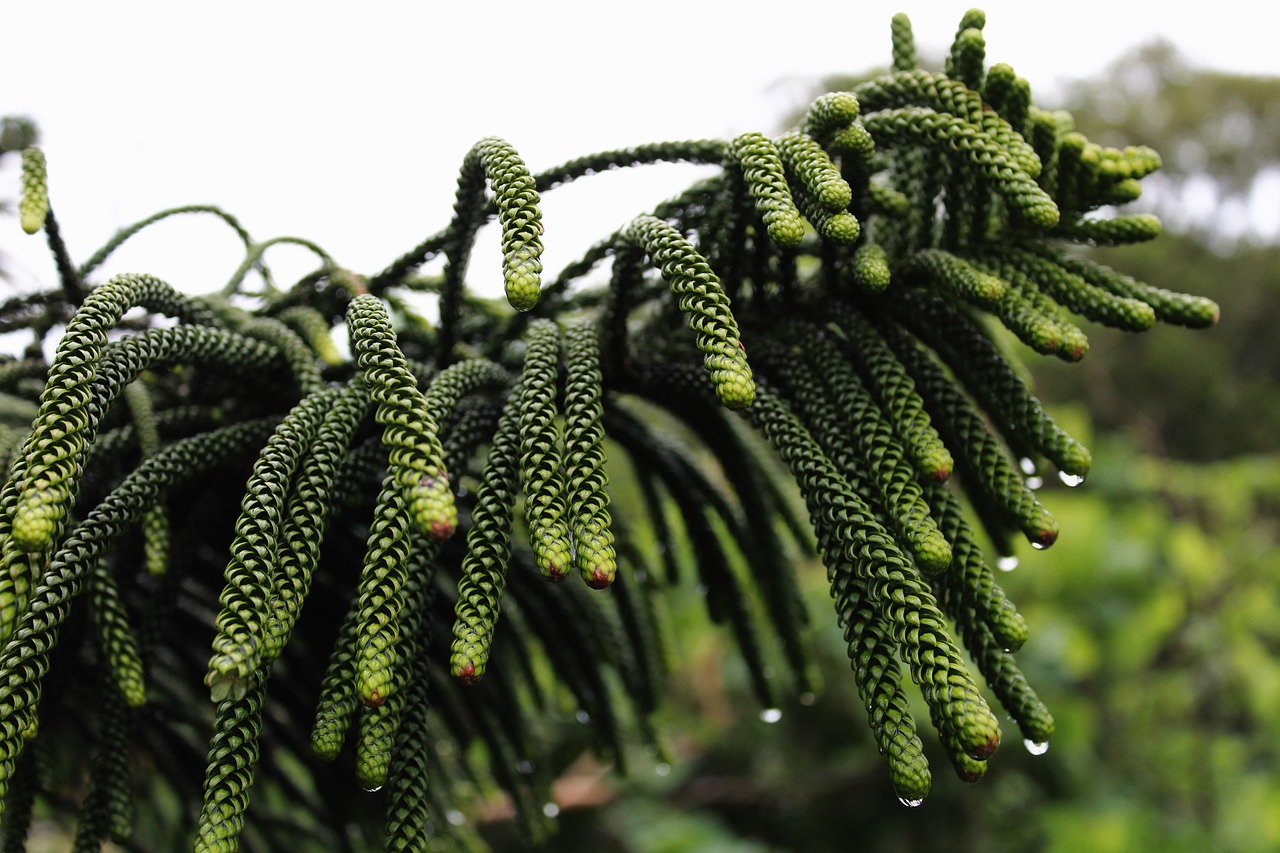 pine rain green free photo