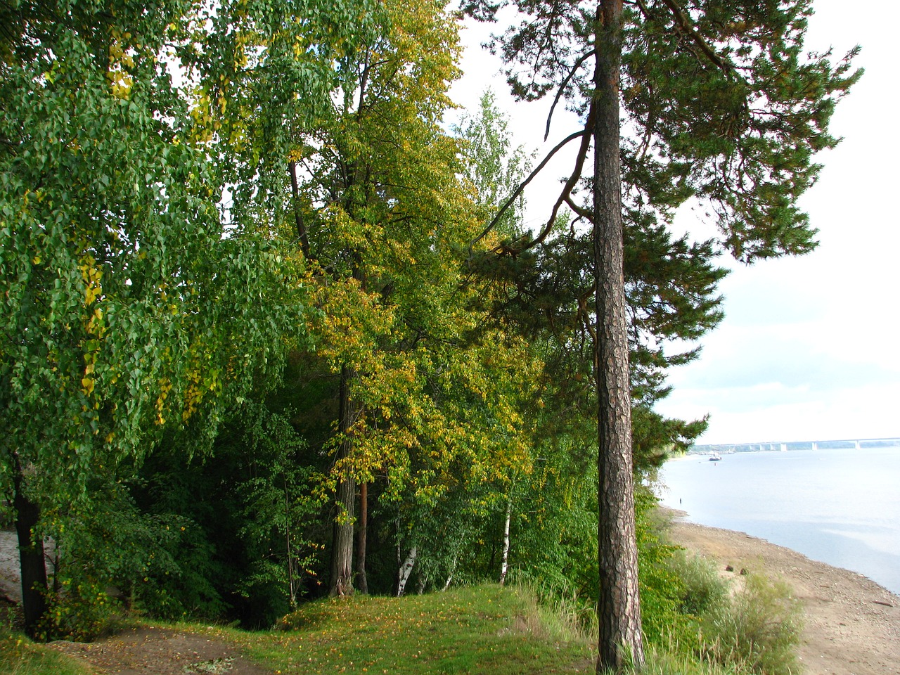 pine forest trees free photo