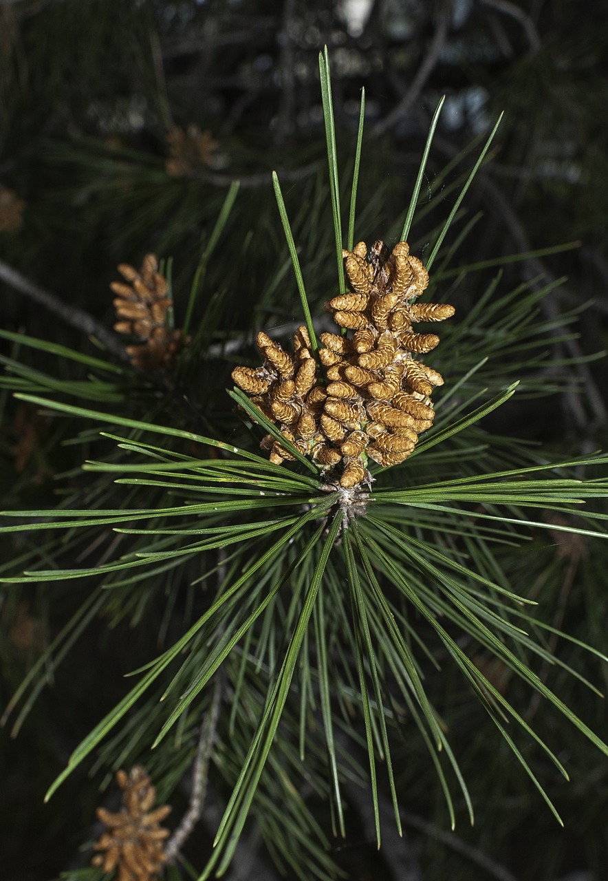 pine tree nature free photo