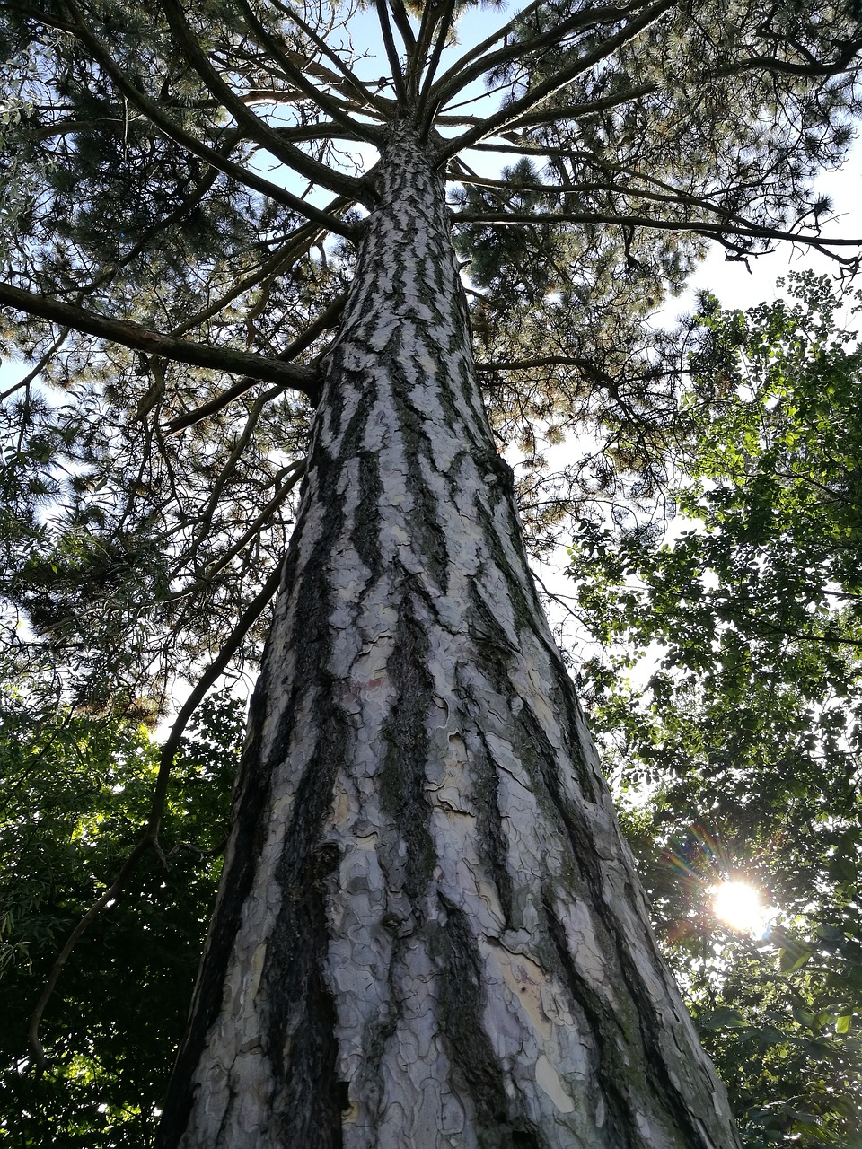 pine nature plant free photo