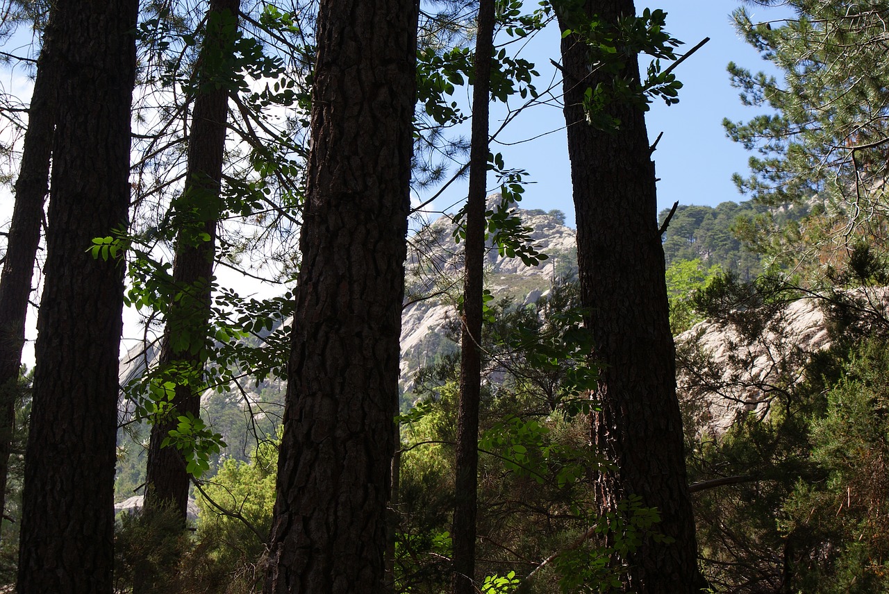 pine rocks tree free photo