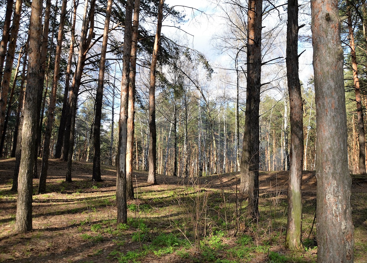 pine landscape tree trunks free photo