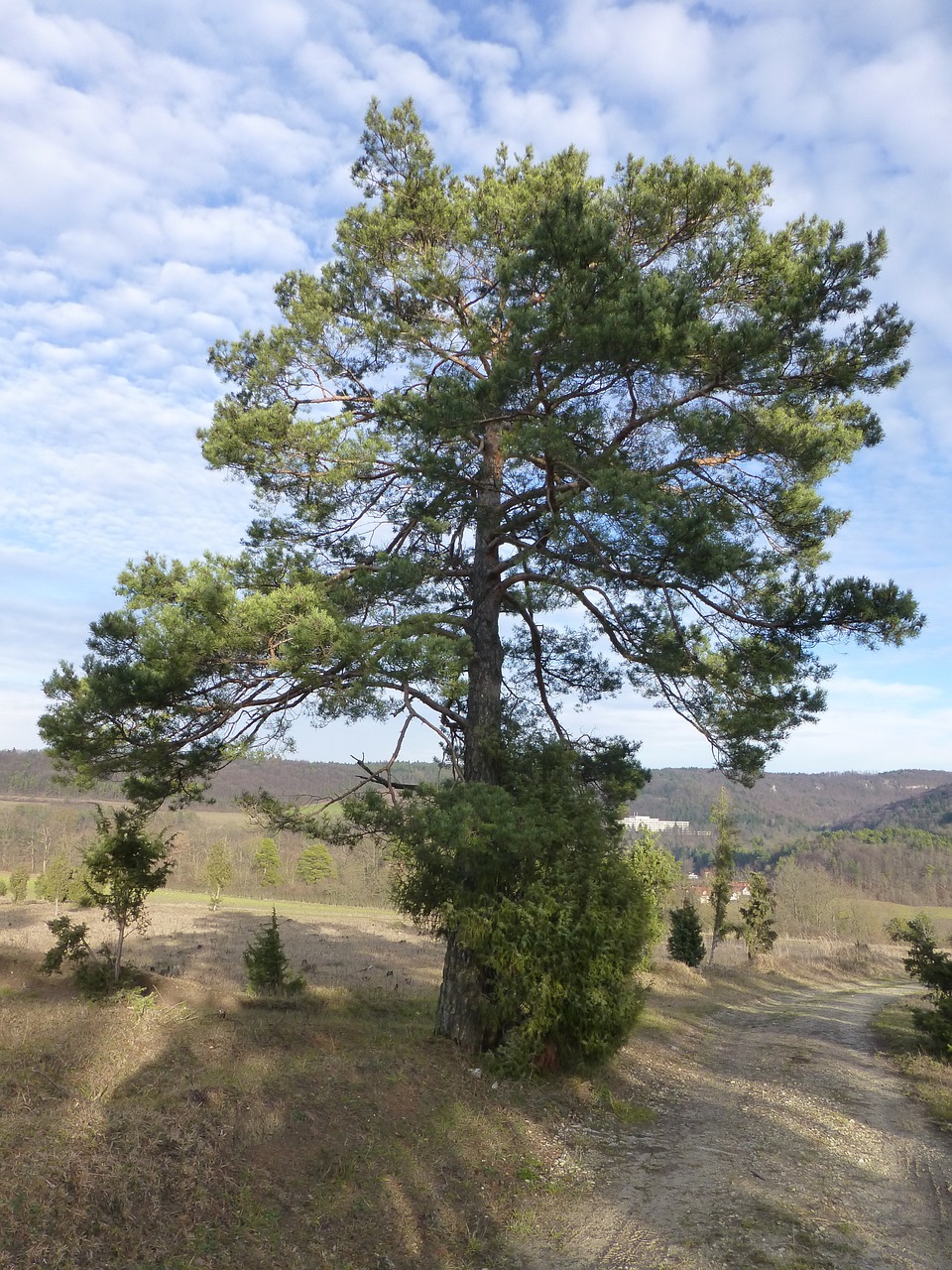 pine tree mood free photo