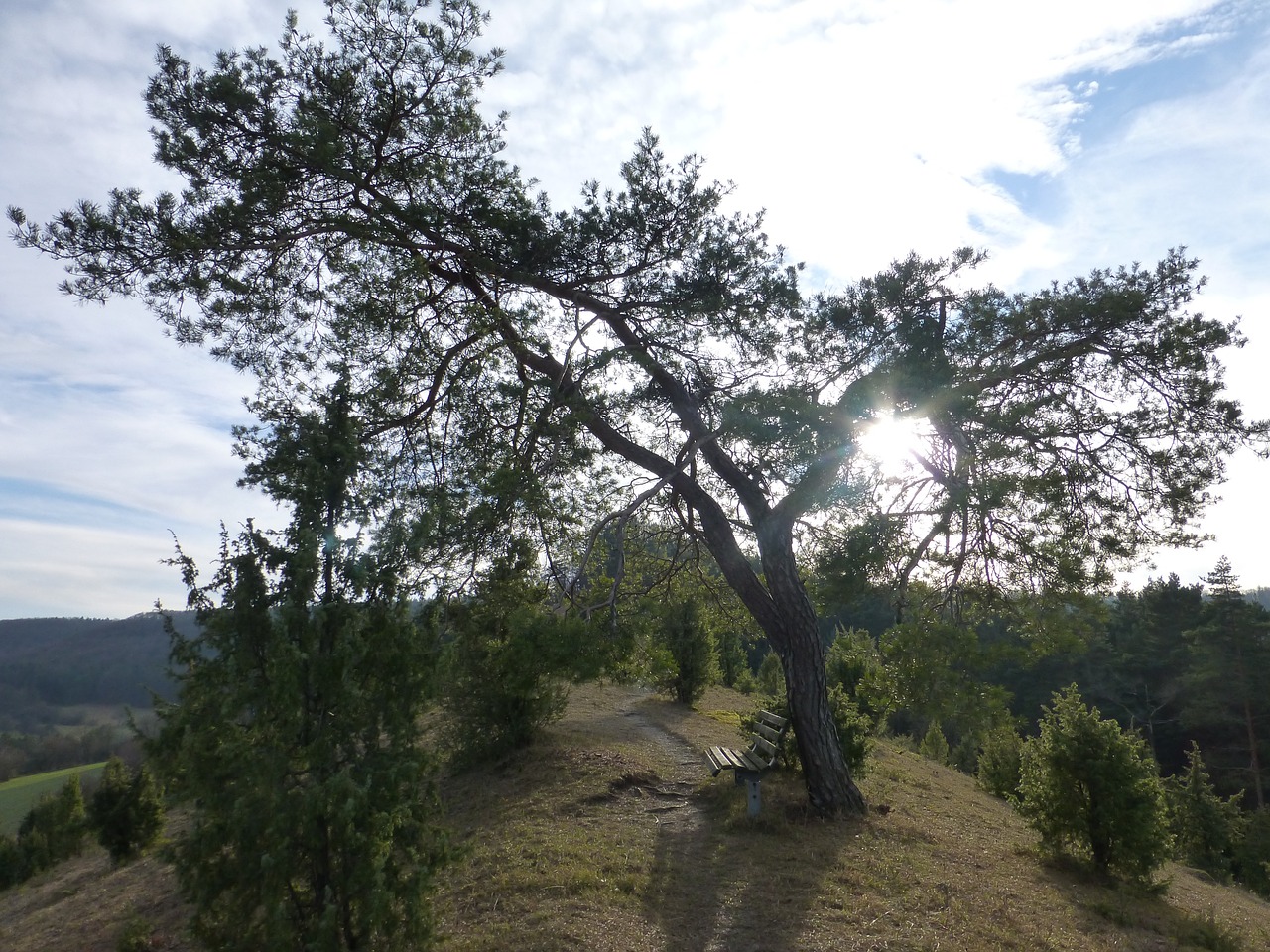 pine tree landscape free photo