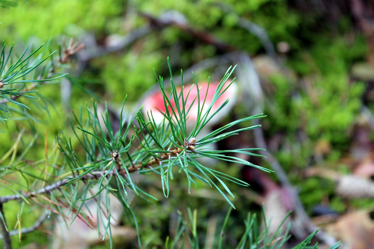 pine sprig forest free photo