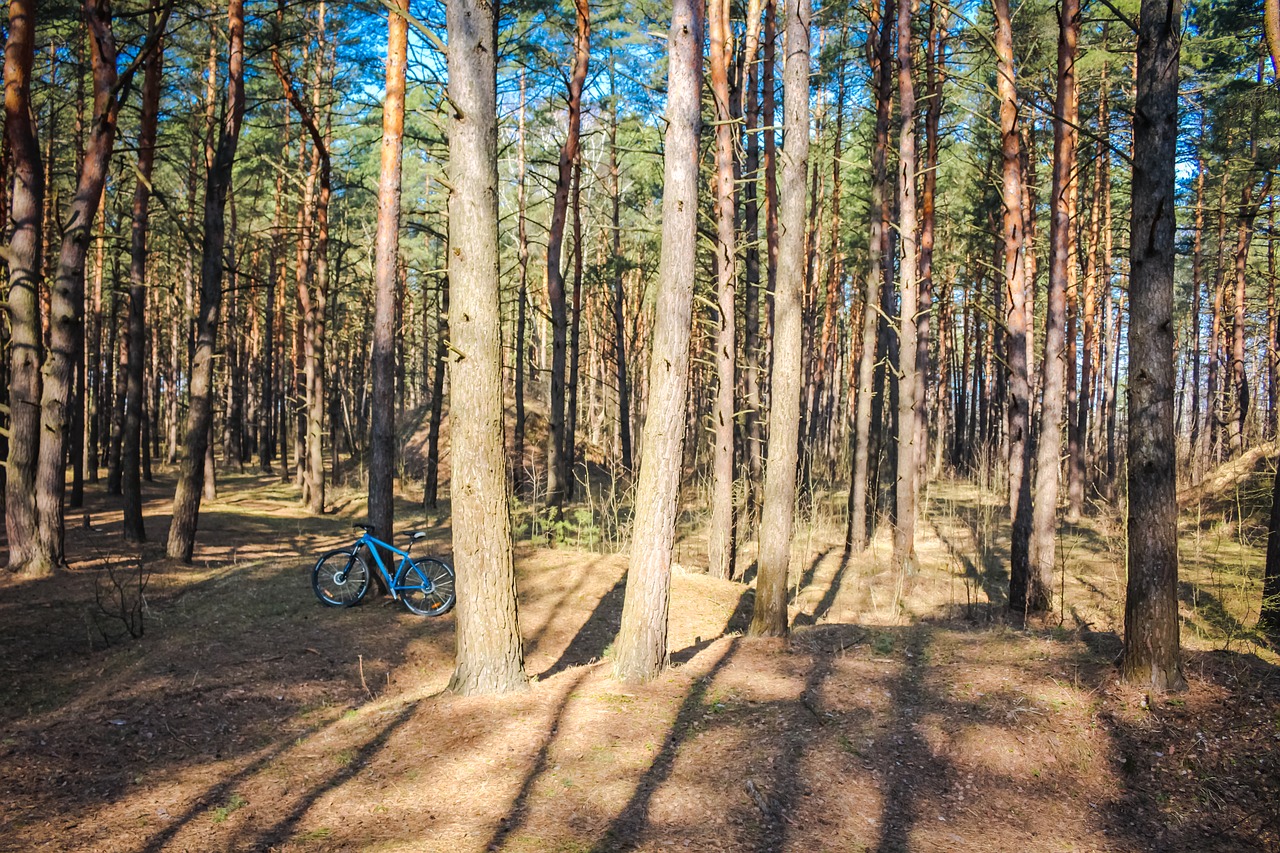 pine forest coniferous free photo