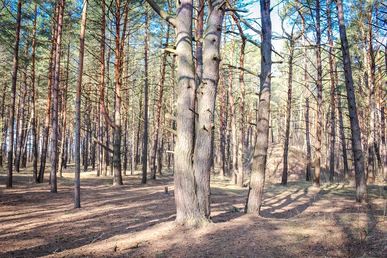 pine forest coniferous free photo