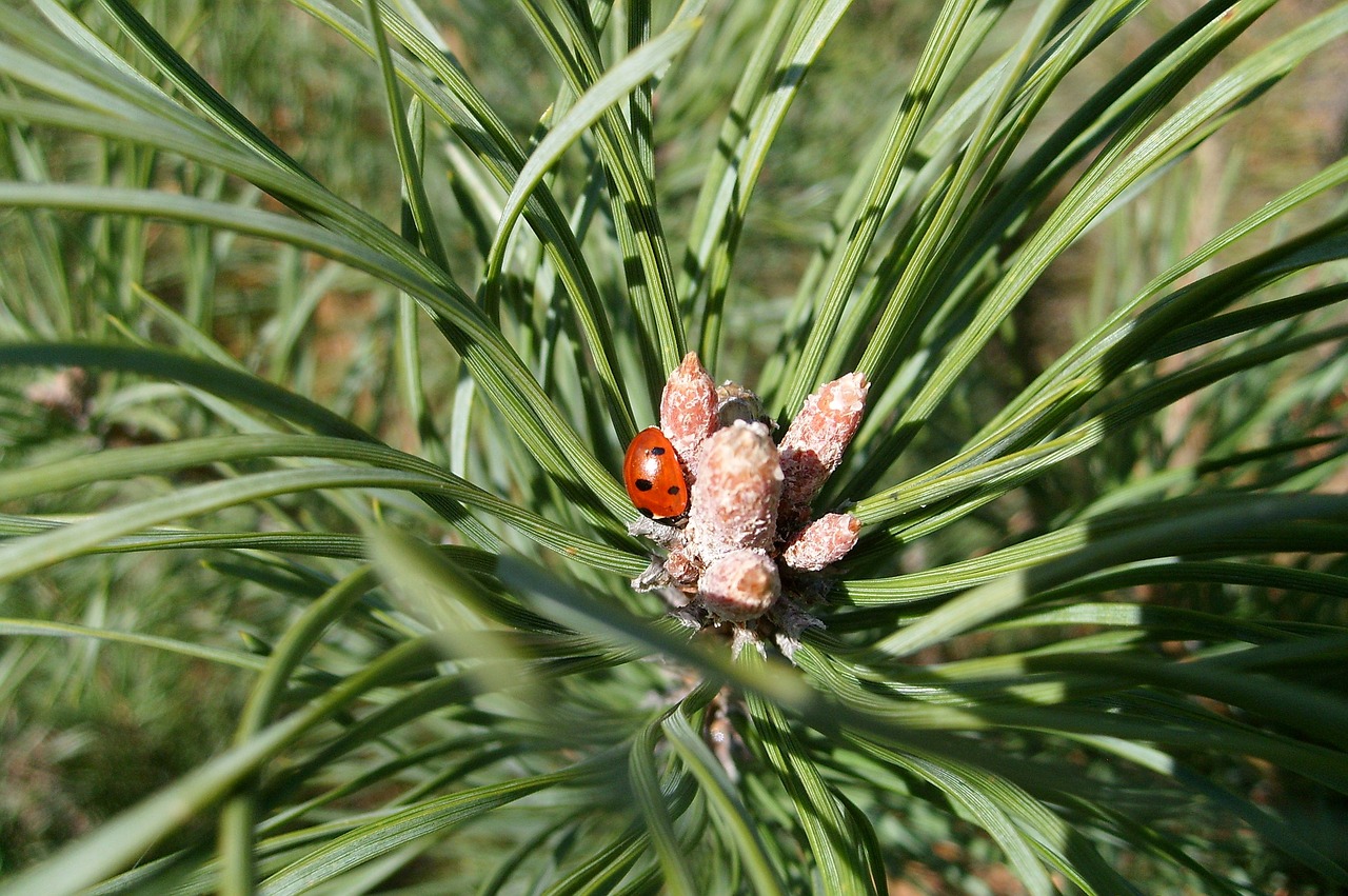 pine insect ladybug free photo