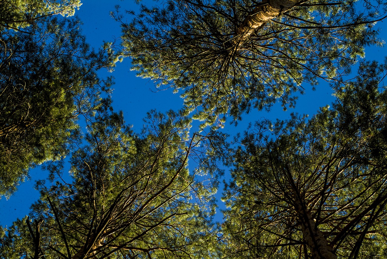 pine sky forest coniferous free photo