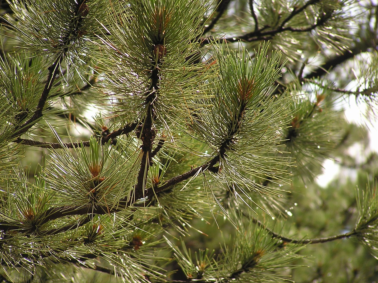 pine tree nature free photo