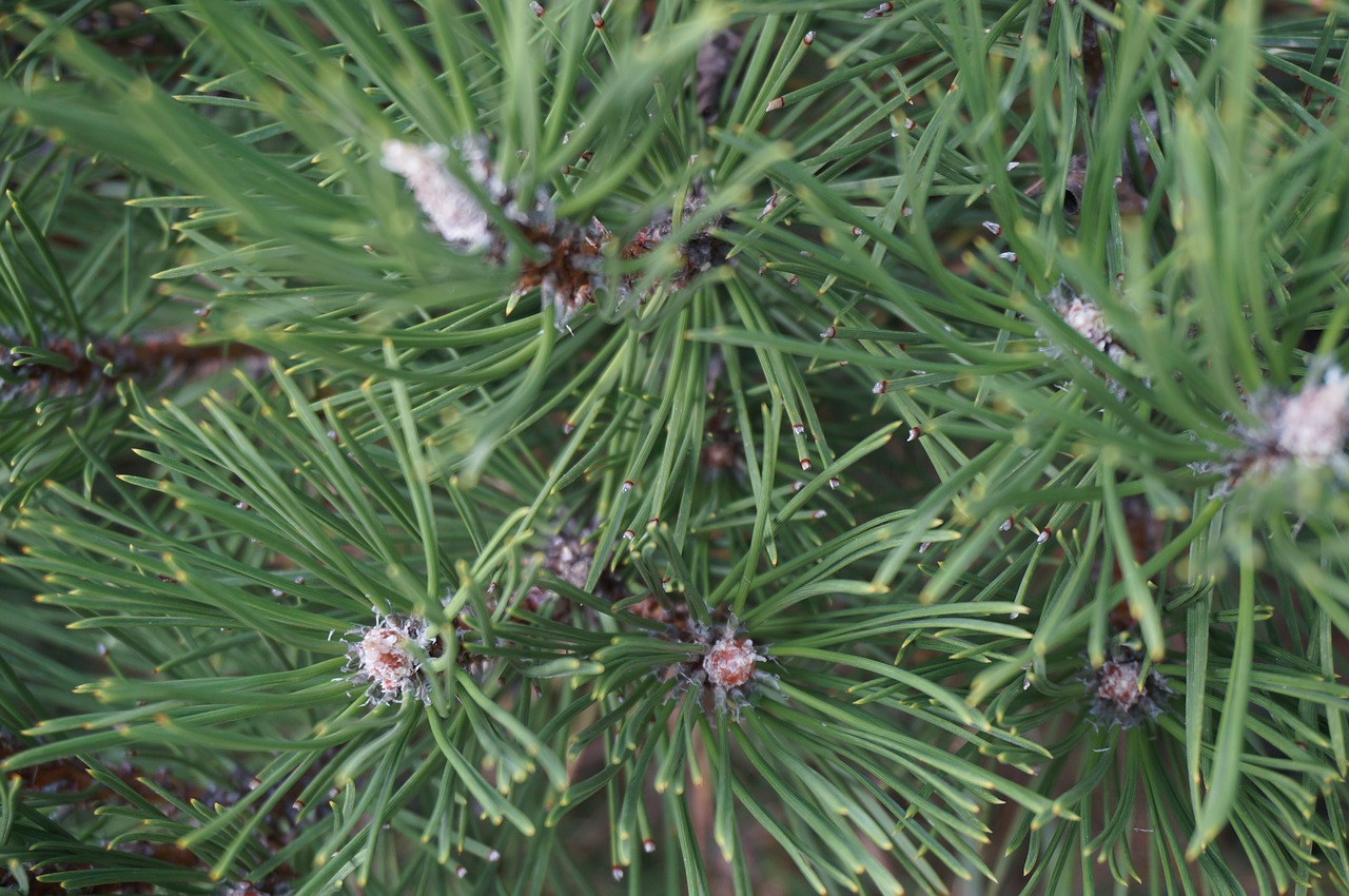 pine tree forest free photo