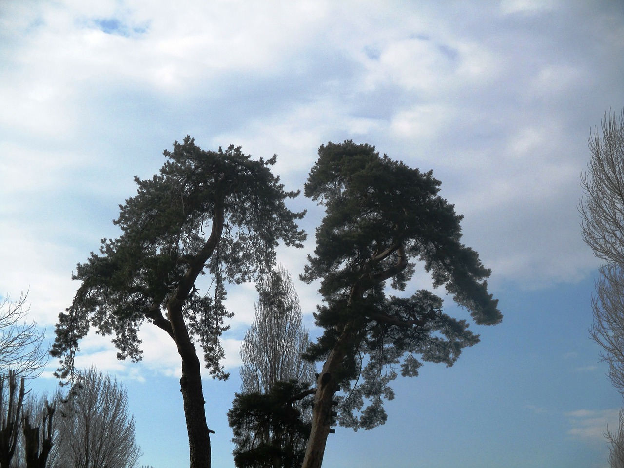 pine canopy sky free photo