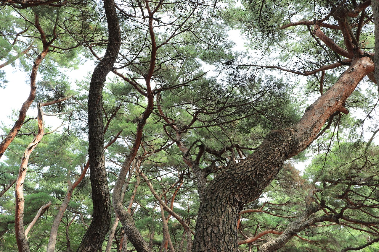 pine tree pinetree free photo