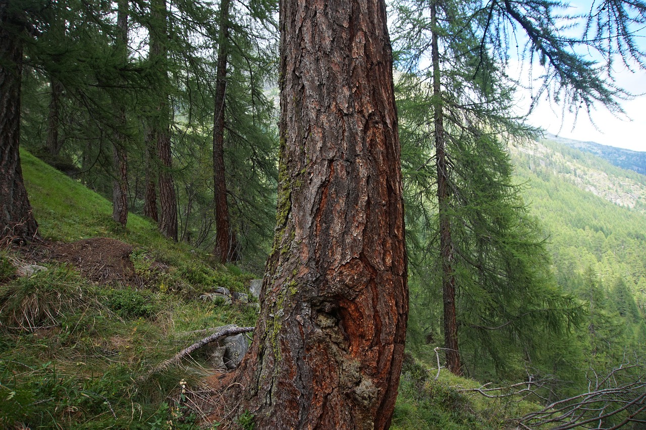 pine forest alpine free photo