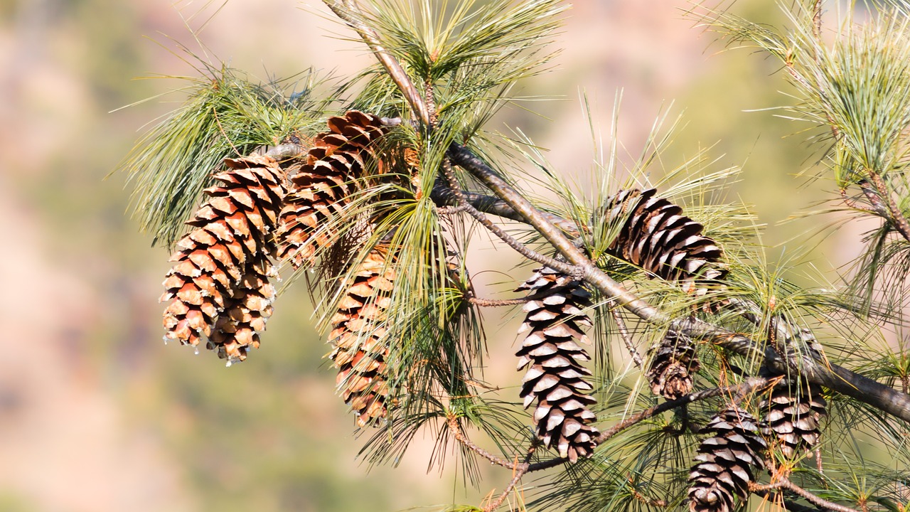 pine pine cones gymnospermae free photo