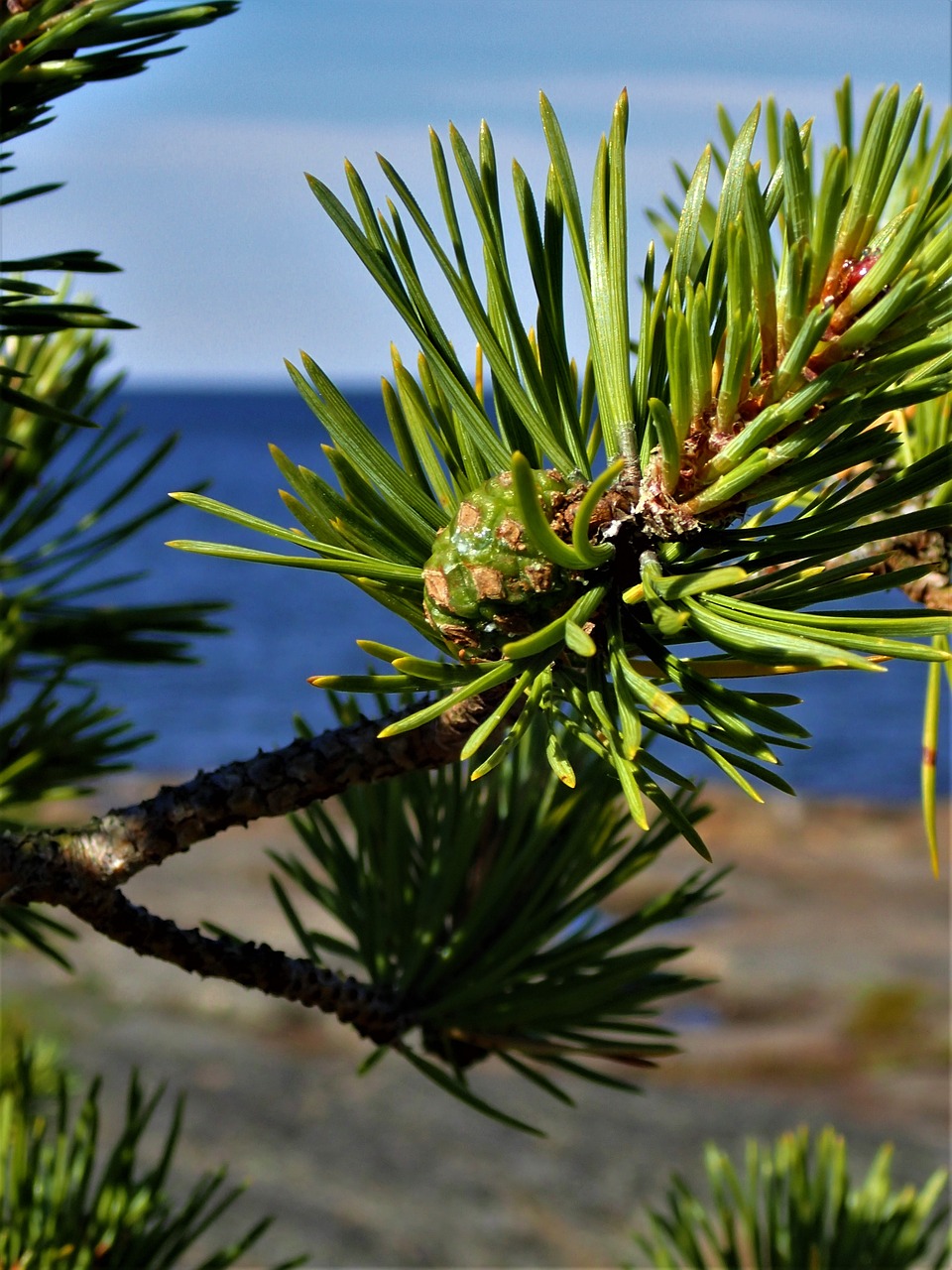 pine cone merenran to free photo