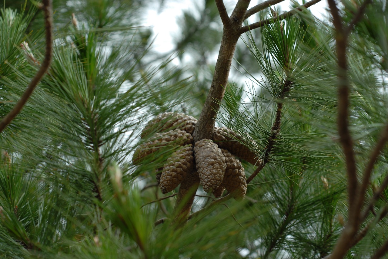 pine tree green free photo