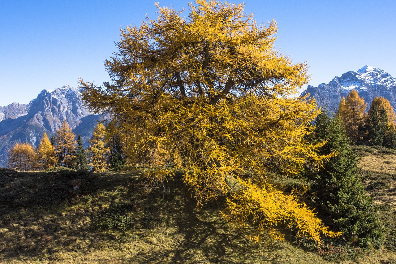 pine fall color tree free photo