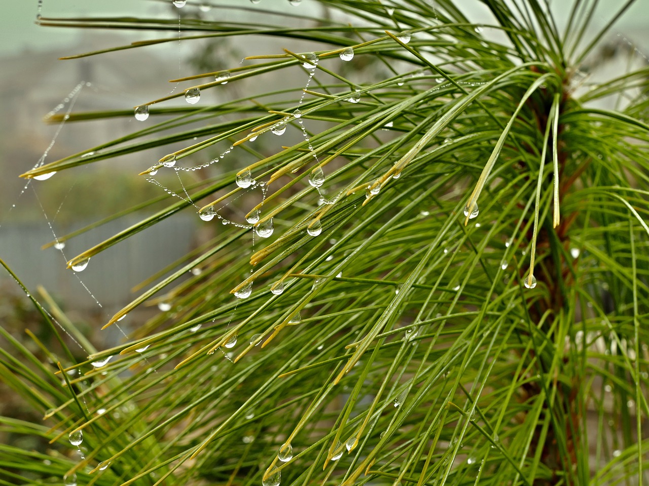 pine tree droplets free photo
