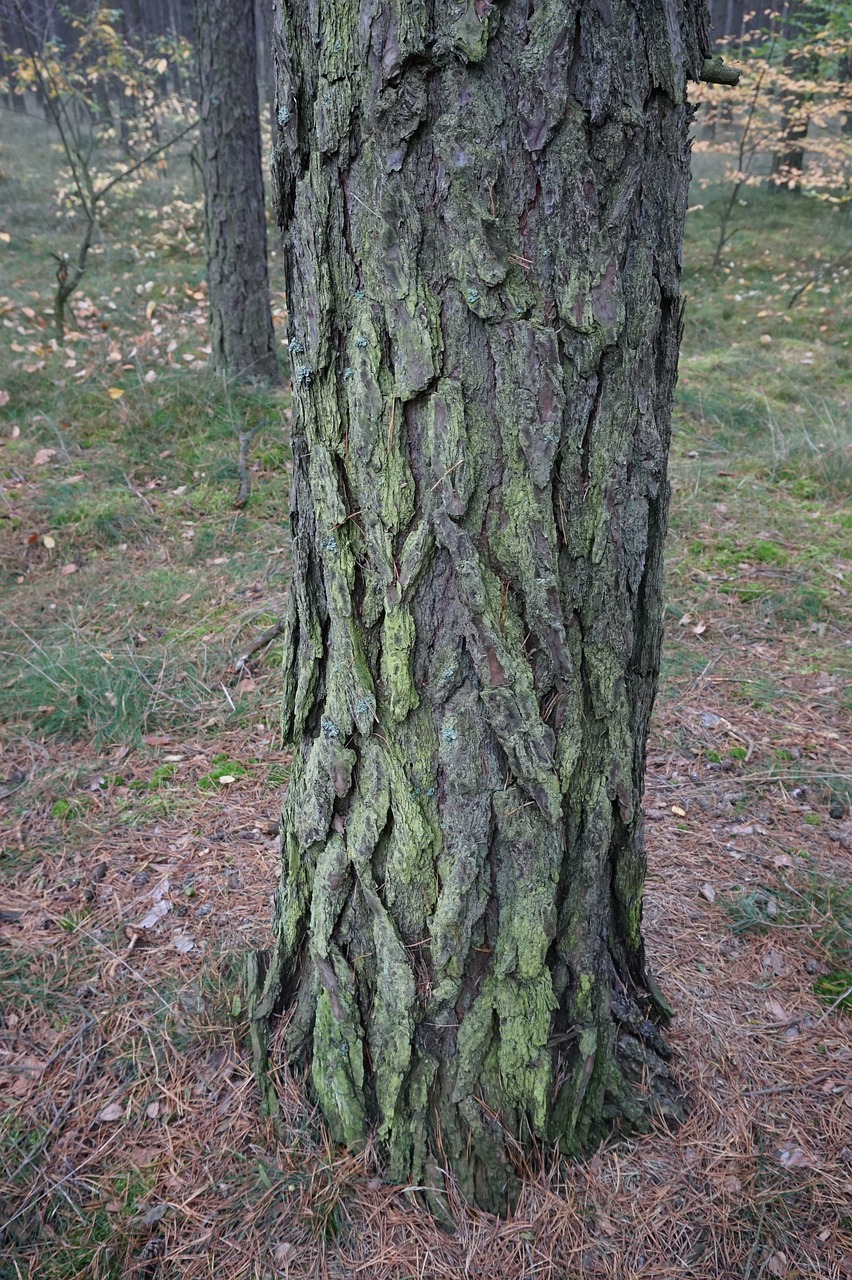 pine the bark tree free photo