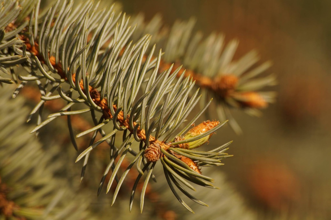 pine pine tree green free photo