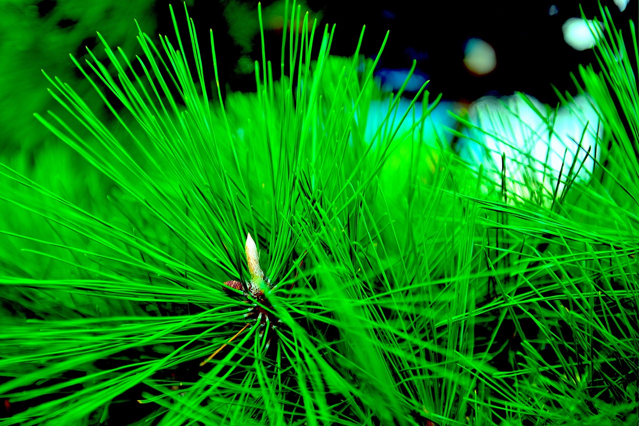 pine green plant free photo