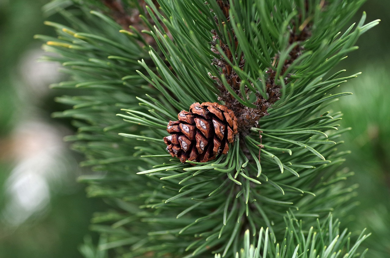pine pine cone essential free photo