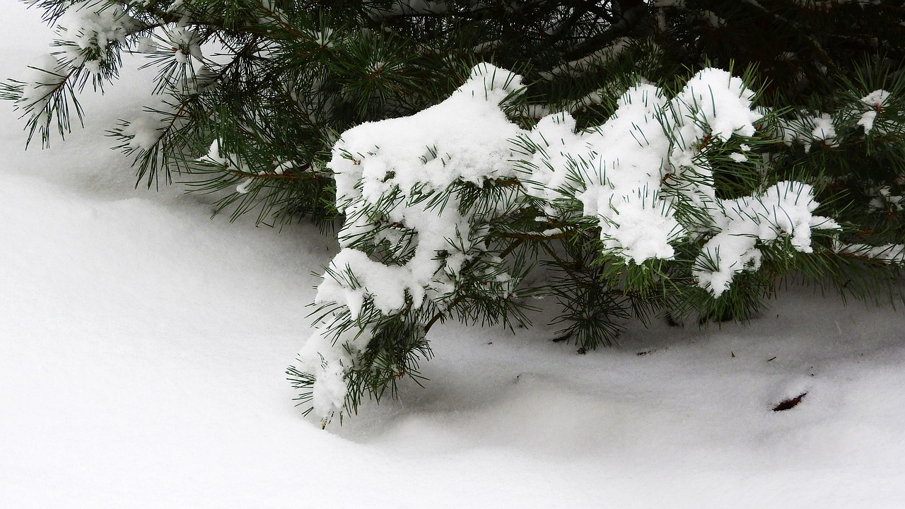 pine snow the snow on the tree free photo