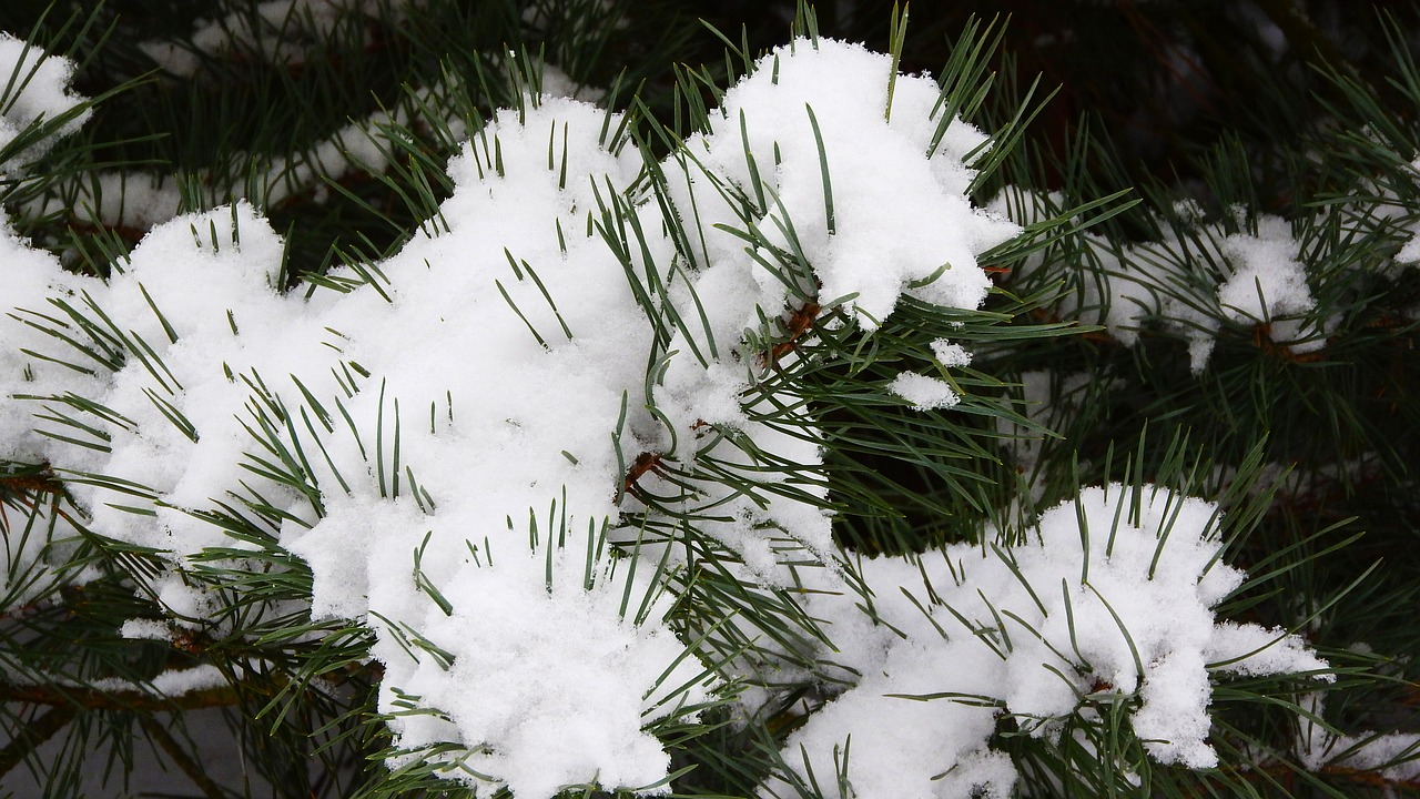 pine snow the snow on the tree free photo