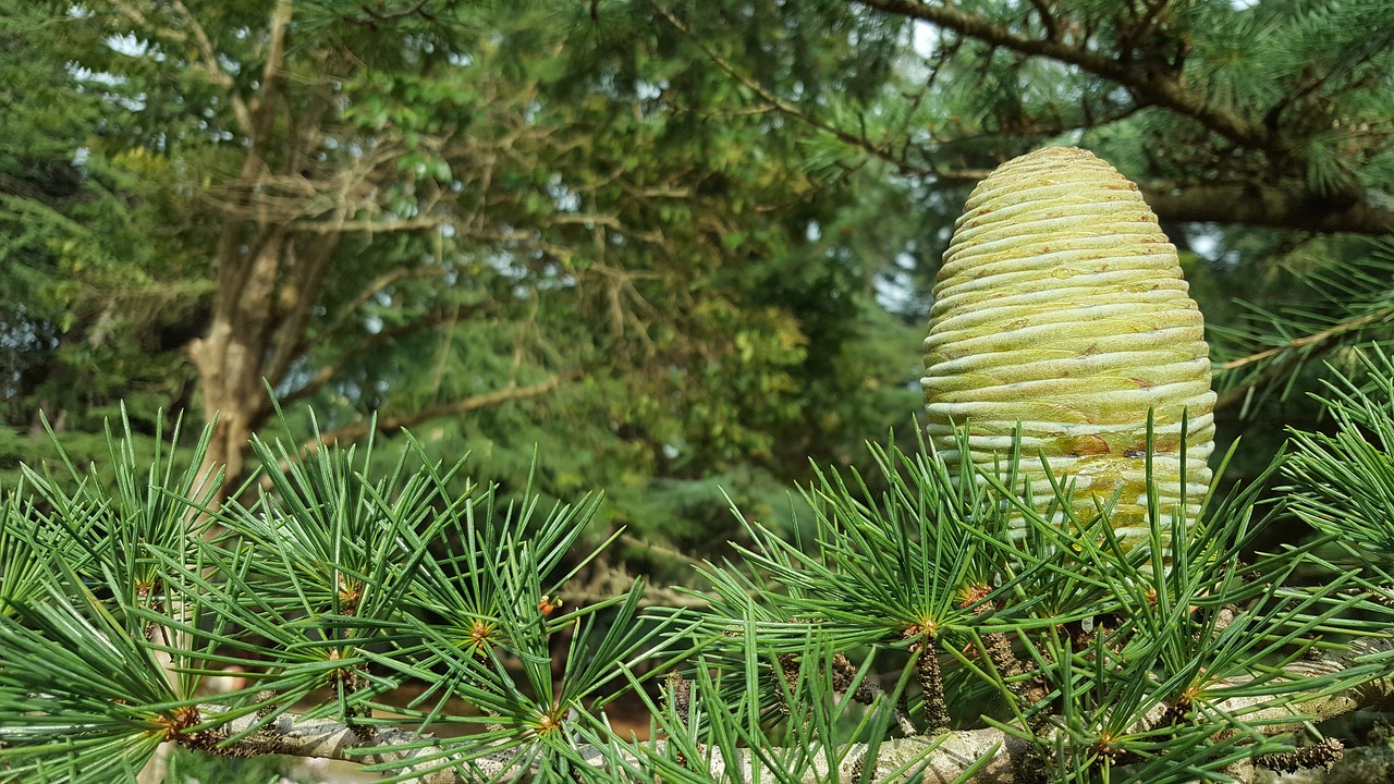 pine cone tree free photo