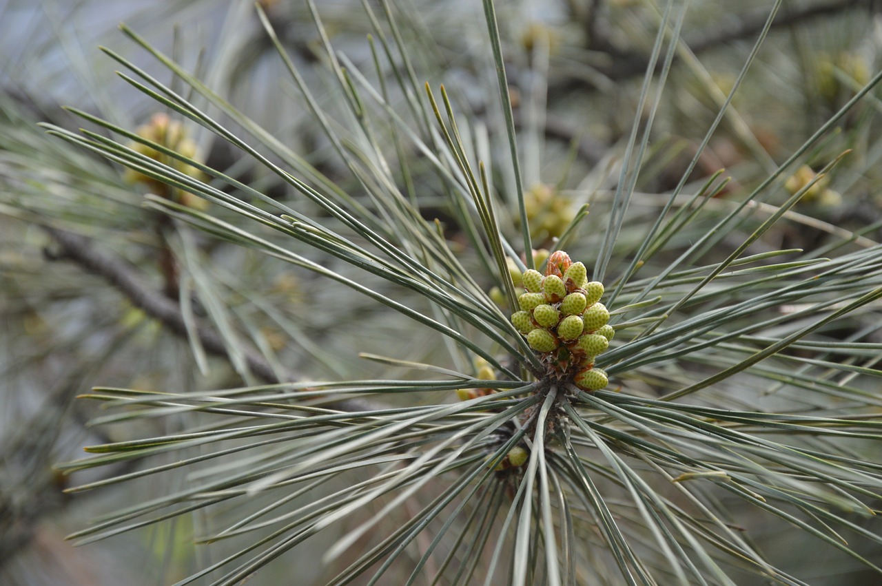 pine needles flowers free photo