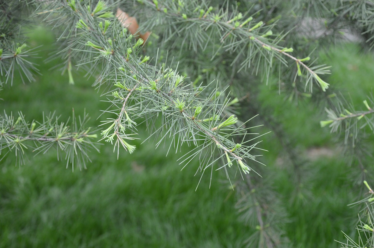 pine tree needles free photo