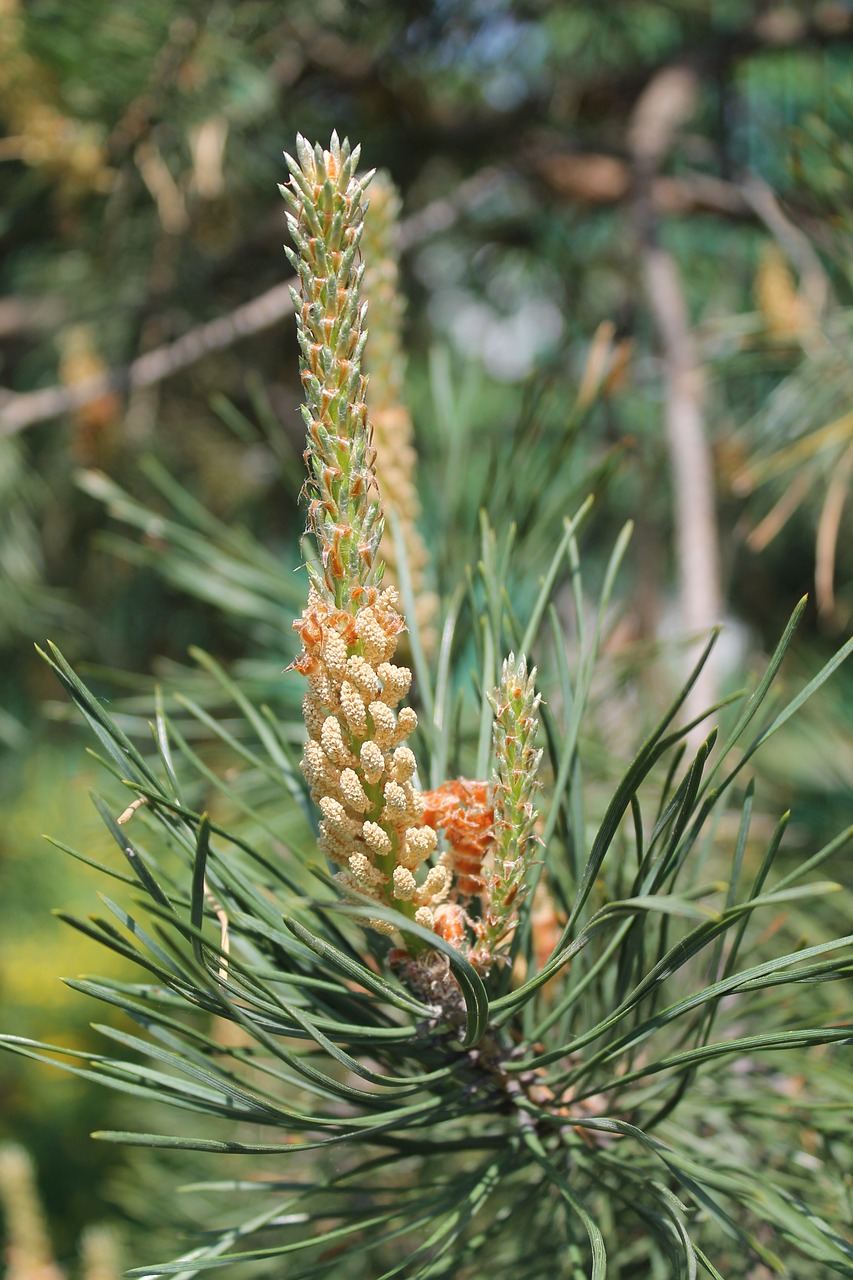 pine branch needles free photo