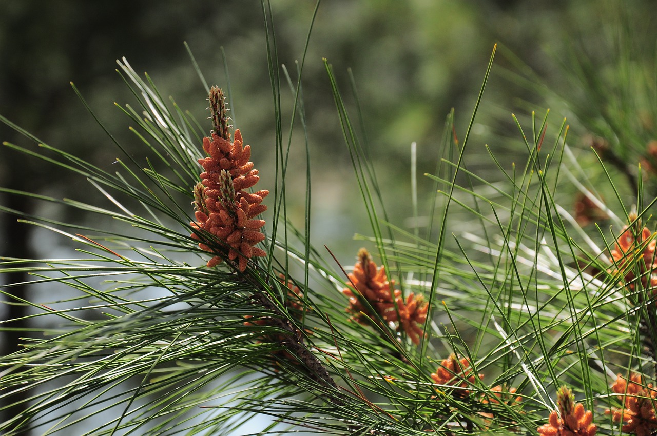 pine pine tree tree free photo