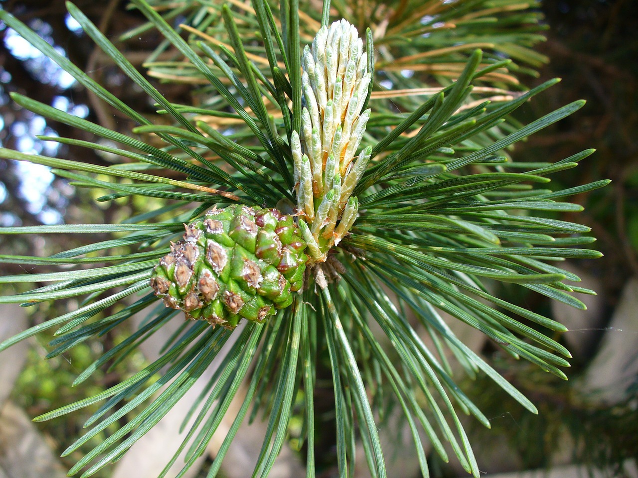pine engine foliation free photo