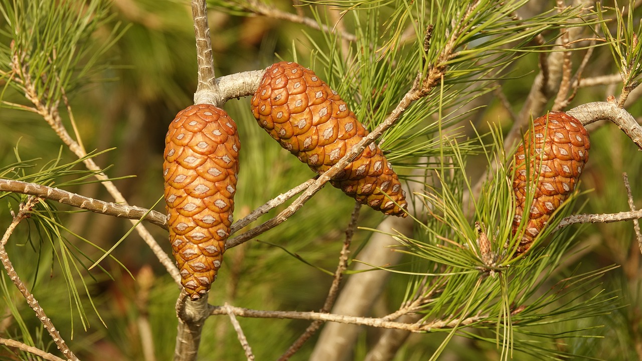 pine cones or pine cone free pictures free photo