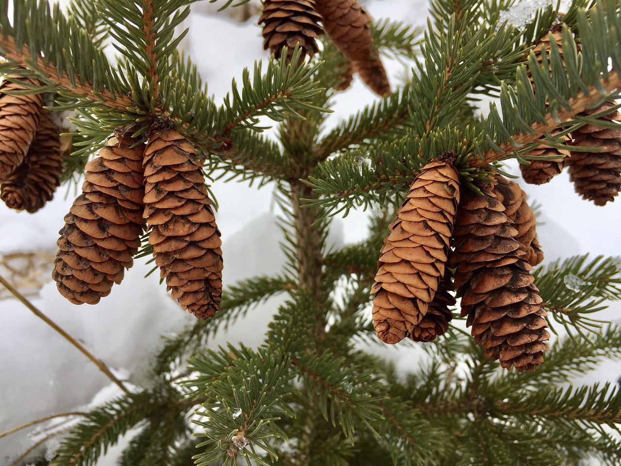 pine winter christmas free photo