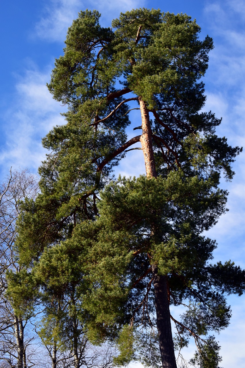 pine conifer winter free photo