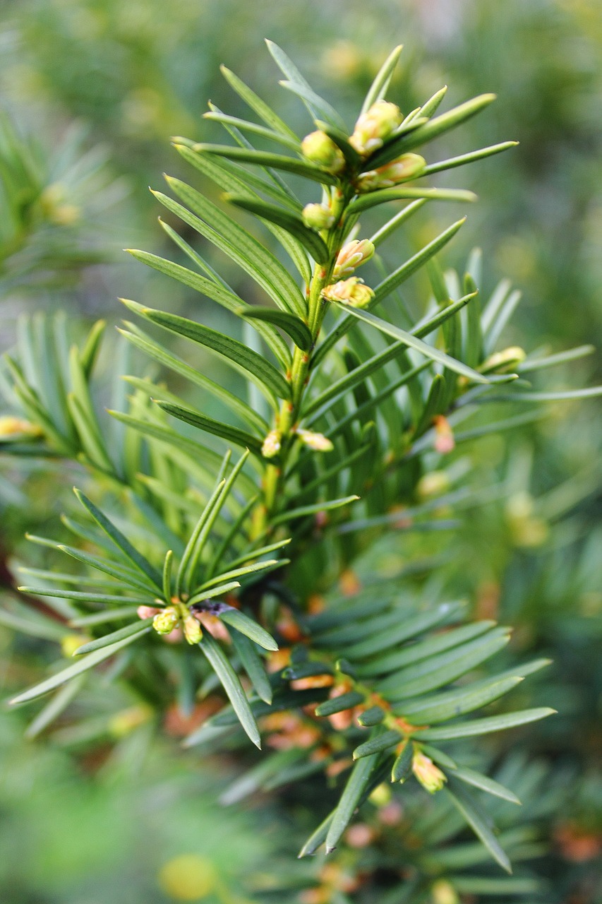 pine christmas tree needles free photo