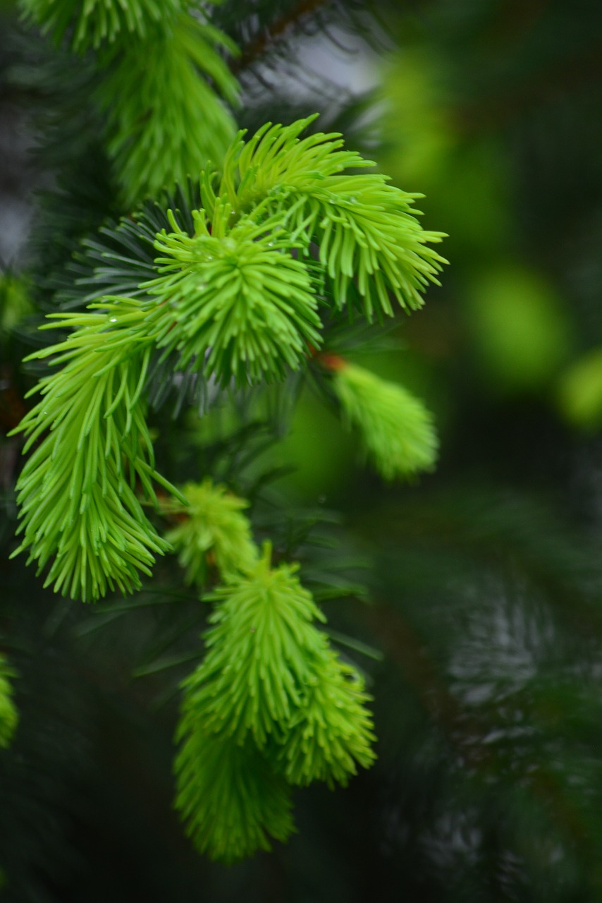 pine bud forest free photo